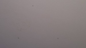 15259374_1145977462123335_7138626155232341342_o